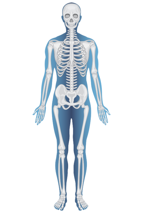 human body